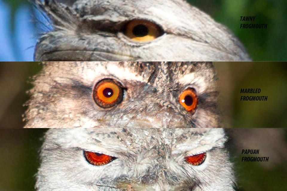 Marbled Frogmouth (Podargus ocellatus)